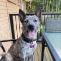 Photo of Daisy