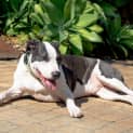 Photo of Tank ~ 4yr Old American Staffy X(on Trial 8/5/21)
