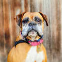 Photo of Ruby