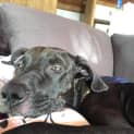 Photo of Lola