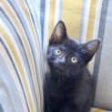 Photo of Panther ~ 8 Week Old Kitten (On Trial 24/4/21)