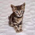 Photo of Ash ~ 8 Week Old (On Trial 27/04/2021)