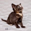Photo of Gigi ~ 8 Week Old Kitten (On Trial 08/05/2021)