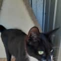 Photo of Stella