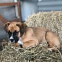 Photo of Maisey ~ Boxer X Mastiff Puppy(on Trial 10/5/21)