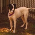 Photo of Koda