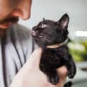 Photo of Bowie ~ 8 Week Old (On Trial 28/04/2021)