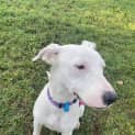 Photo of Daisy 