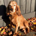 Photo of Milo Pettigrew