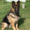 Photo of Bonnie ~ 5yr Old German Shepherd(on Trial 15/05/21