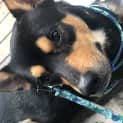 Photo of Brucey Boy ~ 2yr Old Kelpie X (On Hold 6/5/21)