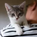 Photo of Molly 10 Week Old Kitten (On Trial 15/05/2021)