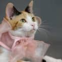 Photo of Calico