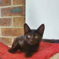 Photo of Sooty