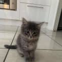 Photo of Tessa