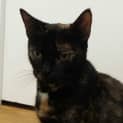 Photo of Karai
