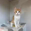 Photo of Wasabi