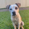 Photo of Whiskey