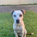 Photo of Whiskey