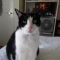Photo of Samson Zorro