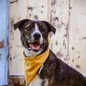 Photo of Riley ~ 2yr Old Mix Breed(on Trial 20/6/21)