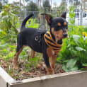 Photo of Spitfire