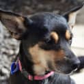 Photo of Lucy ~ 2.5yr Old Kelpie X(pend. Adoption 8/8/21)