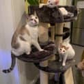 Photo of Gizmo ~ 7 Month Old (On Trial 13/08/2021)
