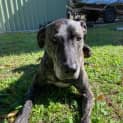 Photo of Murphy