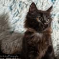Photo of Piper