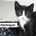 Photo of Harlequin