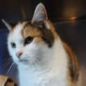 Photo of Callie