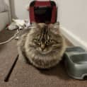 Photo of Halley 