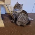 Photo of Halley 