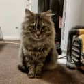Photo of Halley 