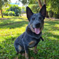 Photo of Spot