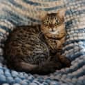 Photo of Charlotte (Werribee South)