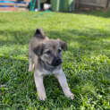 Photo of Beast