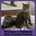 Photo of Watson And Holmes 
