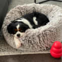 Photo of Henry