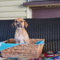 Photo of Riff