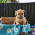 Photo of Reed 