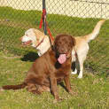 Photo of Cadbury And Amber 