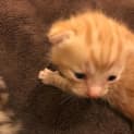 Photo of Biscuit