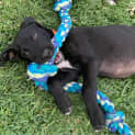 Photo of Pepper
