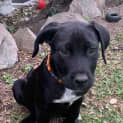 Photo of Pepper