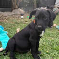 Photo of Pepper