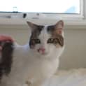 Photo of Oliver