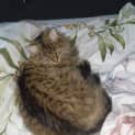 Photo of Sprinkles 
