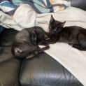 Photo of Buttercup